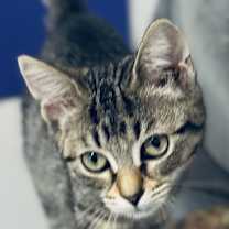 Thumbnail photo of Vivi #3