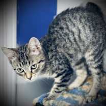 Thumbnail photo of Vivi #4