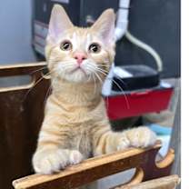 adopt-pet