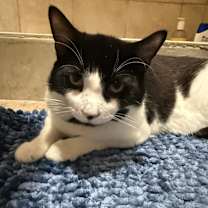 Thumbnail photo of Croissant #4