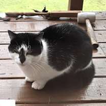 Thumbnail photo of Charlie #2