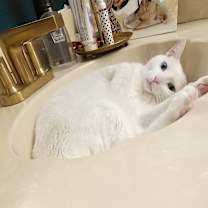 Thumbnail photo of Asiatic Lily/Oliver #3