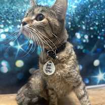 Thumbnail photo of Pecan #2