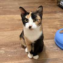 Thumbnail photo of Aura #1