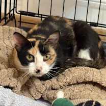 Thumbnail photo of Aura #3