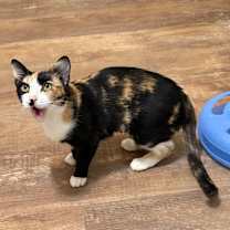 Thumbnail photo of Aura #4