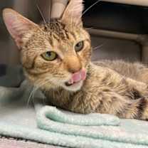 Thumbnail photo of Broseph #3