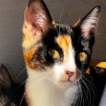 Thumbnail photo of REGAL #4