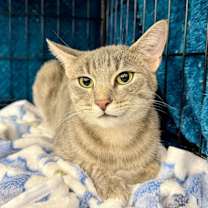 Thumbnail photo of Harlequin #2