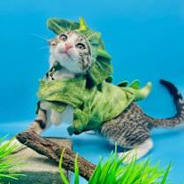 Thumbnail photo of Batcat #1