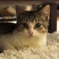 Thumbnail photo of Copper #1