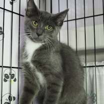 adopt-pet