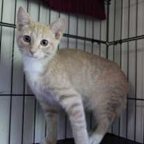 adopt-pet
