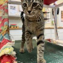 Thumbnail photo of Gomez #1