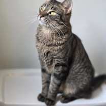 Thumbnail photo of Autumn md #1