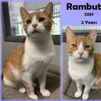 Thumbnail photo of Rambutan #1