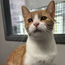 Thumbnail photo of Rambutan #3