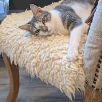 Thumbnail photo of Paloma #4