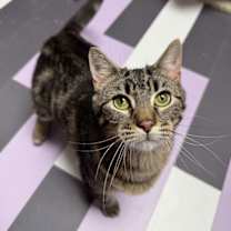 Thumbnail photo of Thunderdome #1