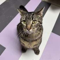 Thumbnail photo of Thunderdome #2