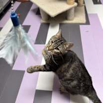 Thumbnail photo of Thunderdome #3