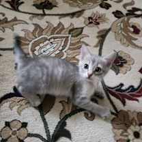 Thumbnail photo of Char #4