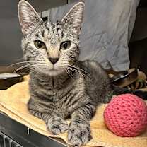 Thumbnail photo of Goose #4