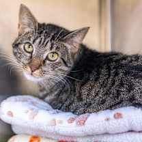 Thumbnail photo of Biscuit  #1