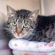 Thumbnail photo of Biscuit  #2