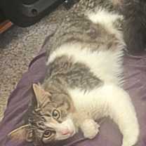 Thumbnail photo of Bart #1