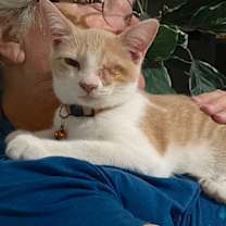 Thumbnail photo of POPPY #2