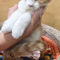 Thumbnail photo of POPPY #3