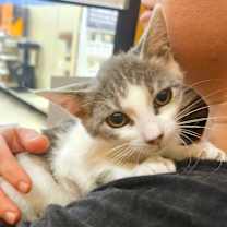 Thumbnail photo of ELSA #2