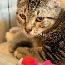 Thumbnail photo of Diego #2