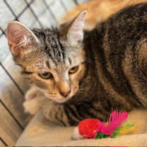 Thumbnail photo of Diego #3