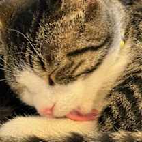 Thumbnail photo of Finch #1