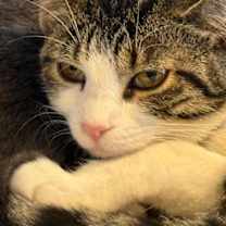 Thumbnail photo of Finch #2