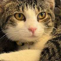 Thumbnail photo of Finch #3