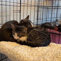 Thumbnail photo of Finch #4