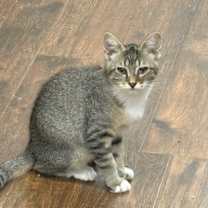 Thumbnail photo of Dickens #2