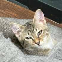 Thumbnail photo of Dickens #3