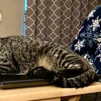 Thumbnail photo of Tiger #1