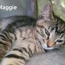 Thumbnail photo of Maggie #2
