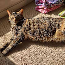 Thumbnail photo of Zephyr #1