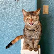 Thumbnail photo of Zephyr #2