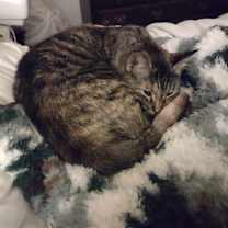 Thumbnail photo of Zephyr #3