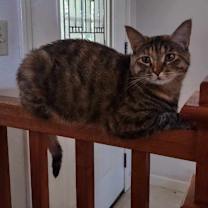 Thumbnail photo of Zephyr #4