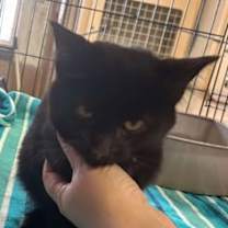 Thumbnail photo of Chips #2