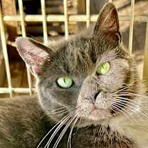 Thumbnail photo of Daisy #1