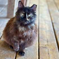 Thumbnail photo of Ragamuffin #1